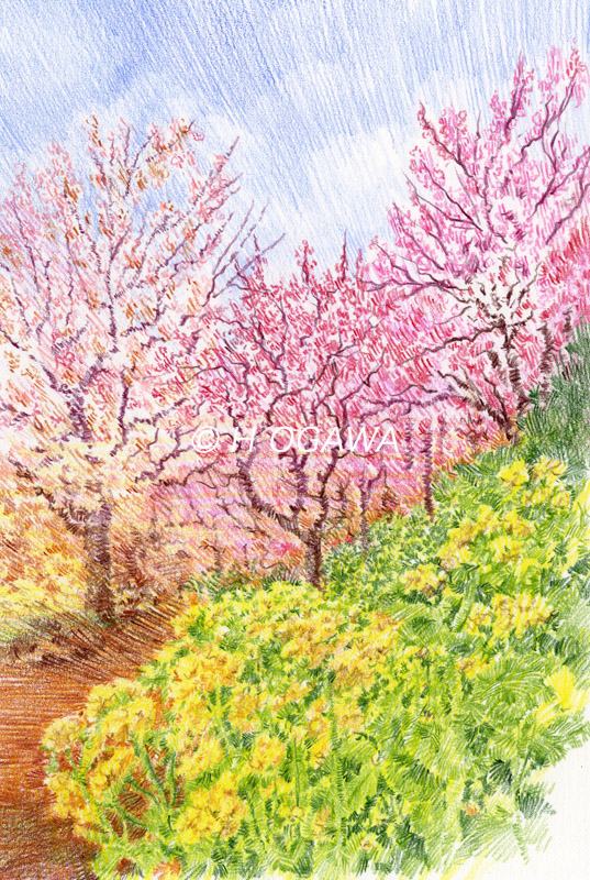 色鉛筆画、梅、菜の花